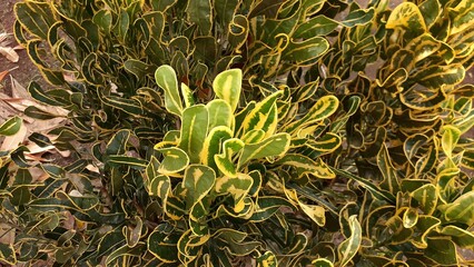 The fresh colorful texture pattern of Codiaeum variegatum leaves. Also known as croton or variegated croton, puring, puding or kroto. Natural background.