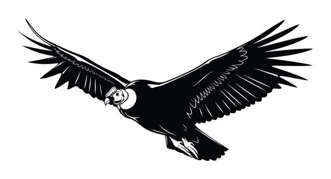 Andian condor illustration soaring flight vector graphic design art eps silhouette