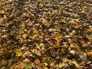 autumn leaves background