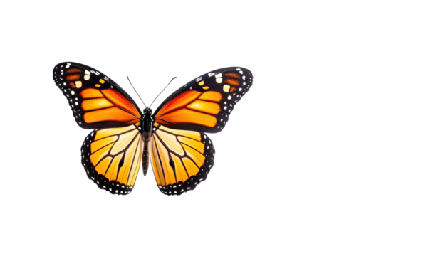 A vibrant monarch butterfly with open wings against a stark black background