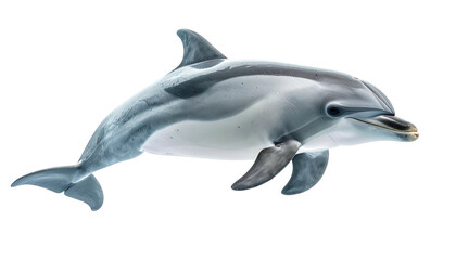 Obraz premium Sleek dolphin swims, its grey skin shimmering, set against a stark black backdrop