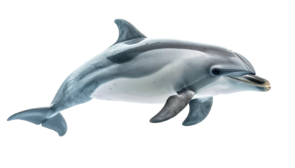 Sleek dolphin swims, its grey skin shimmering, set against a stark black backdrop