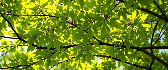 Obraz premium Vibrant green leaves on branches, dappled sunlight , bright, photography