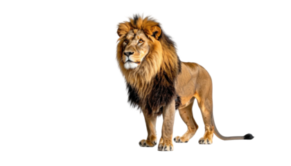 A majestic male feline stands proudly with a large mane, against a black background