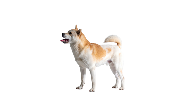 A light-colored dog with brown markings stands against a stark black background