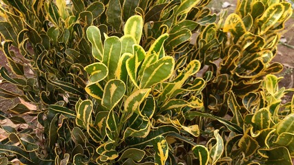 The fresh colorful texture pattern of Codiaeum variegatum leaves. Also known as croton or variegated croton, puring, puding or kroto. Natural background.