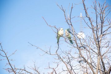 Birds Perched on Tree Branches.