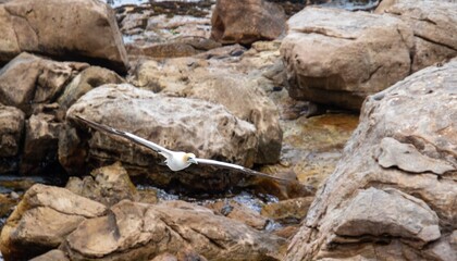 A Cape gannet glides over a rocky outcrop nature image for background use