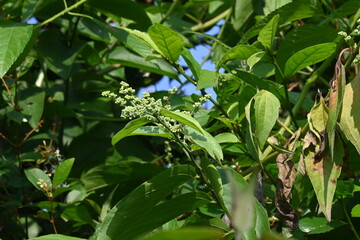 Lagrezia flowers. It is a genus of flowering plants in the family Amaranthaceae. Its native range is southern Mexico and the western Indian Ocean.
