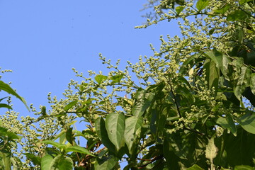 Lagrezia flowers. It is a genus of flowering plants in the family Amaranthaceae. Its native range is southern Mexico and the western Indian Ocean.