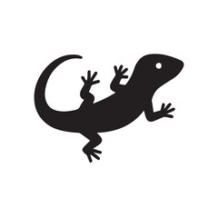lizard on white background