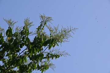 Lagrezia flowers. It is a genus of flowering plants in the family Amaranthaceae. Its native range is southern Mexico and the western Indian Ocean.
