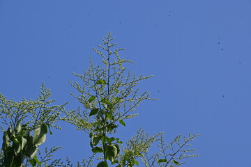 Lagrezia flowers. It is a genus of flowering plants in the family Amaranthaceae. Its native range is southern Mexico and the western Indian Ocean.