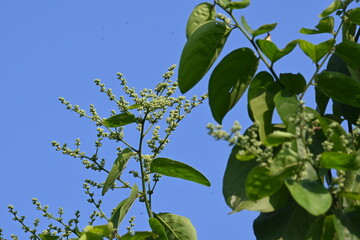 Lagrezia flowers. It is a genus of flowering plants in the family Amaranthaceae. Its native range is southern Mexico and the western Indian Ocean.