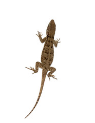 Naklejka premium An isolated top-down shot of a small brown lizard (or gecko) with a long tail and mottled skin, a reptile common in dry or desert environments, on a light gray background.