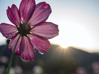 夜明けに光るコスモスの雫