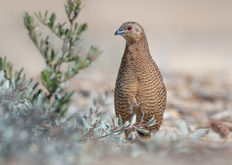 A wild brown quail (Synoicus ypsilophorus) looking alert in coastal habitat, Australia 
