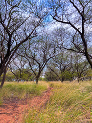 Obraz premium Serene forest path beckons adventurers through golden grasses and dappled sunlight