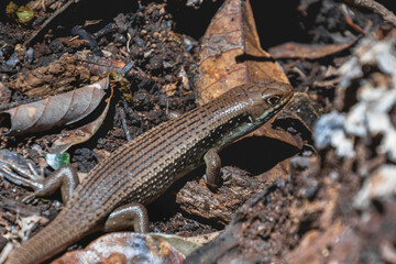 A skink, a type of lizard. Based on its appearance, it is likely a Major Skink (Bellatorias frerei) or a Land Mullet (Egernia major). Fitzroy Island, Queensland, Australia