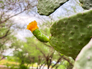 Vibrant orange cactus flower blooms on prickly pear pad in lush desert landscape