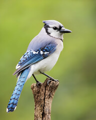 Majestic Blue Jay Perched on a Tree Stump