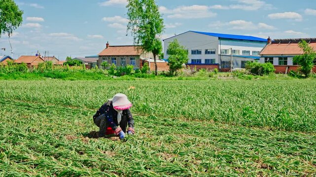 Farmers harvesting single-clove garlic outdoors in the countryside