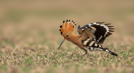 Close up of a hoopoe bird preparing to forage in a grassy field, showcasing its vibrant plumage and distinctive crest