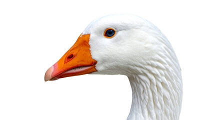  3. Domestic Goose Side View Variations, isolated on transparent background