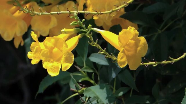 Bee searching a sweetness from yellow bells flower (Tecoma stans) at a botanical garden, Common names include yellow trumpetbush, yellow elder, ginger Thomas