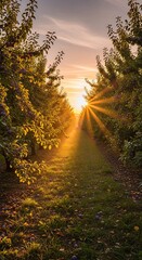 Golden Orchard Path - A Sunlit Journey Through Natures Embrace.