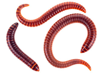 red worms isolated