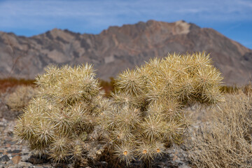 Cylindropuntia echinocarpa is a species of cactus, silver cholla, golden cholla, Wiggins' cholla. near Funeral Mountains. California State Route 190.  Mojave Desert / Basin and Range Province. 