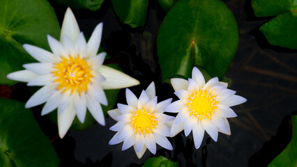 Above of waterlily  white flower on teh water. Flowers blooming above the water and green leaves floating above the water.