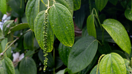 Young fruit of Piper Nigrum Hanging down in long bunches. Background is surrounded by thick green leaves. Fruit with drop of water rain.