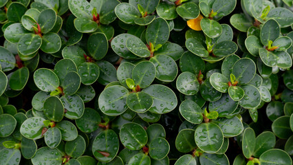 Close up center of Pilea Peperomioides leaves. Background and textured of green leaves with drop of water.
