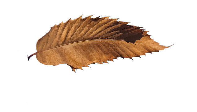 chestnut tree leaf isolated in autumn season brown dry cut out