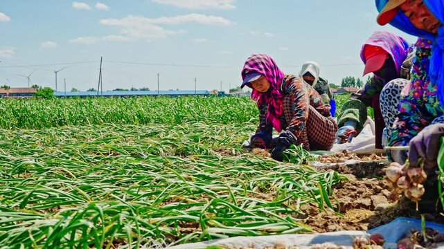 Farmers harvesting single-clove garlic outdoors in the countryside