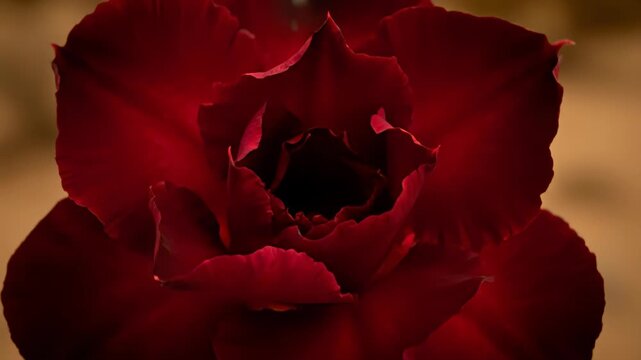 Close Up of Red Adenium Flower Blooming in Time Lapse on Warm Background