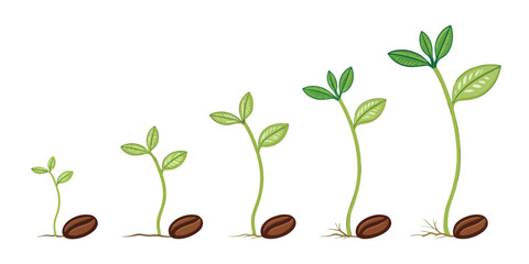 Vector illustration depicting the life cycle of a plant growing from a seed with green leaves and stem