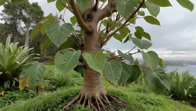 Illustration of the Kawakawa Plant Species Also Known as the New Zealand Pepper