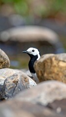 Fototapeta premium A black and white bird stands amidst smooth river stones
