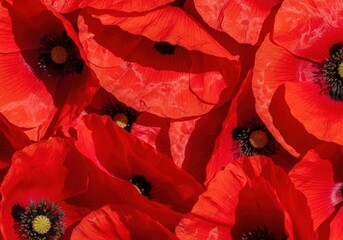 Vibrant closeup of red poppy flowers in full bloom with black centers