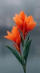 Vibrant Orange Canna Lilies Covered in Dew Drops Macro Detail with Soft Blue Background