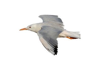 Slender-billed Gull flying isolated on transparent background png file	