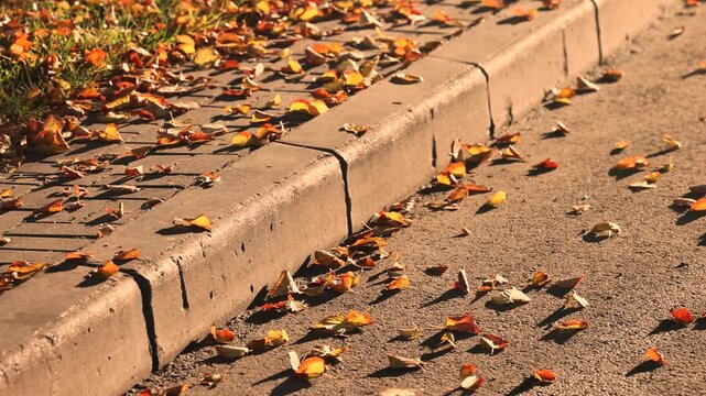 Autumn leaves on sunny asphalt pedestrian street in European city scene