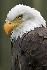 Piercing Gaze of a Bald Eagle