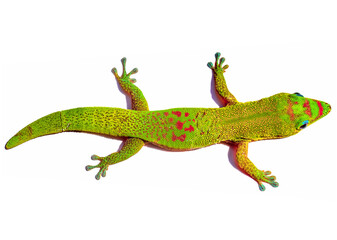 Margouillat 