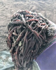 Close-up of Earthworms in Hand for Organic Compost and Natural Fertilizer Production