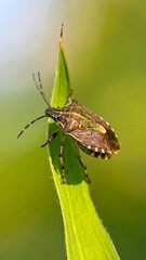 Fototapeta premium A stink bug clinging to a bright green blade of grass in a natural setting