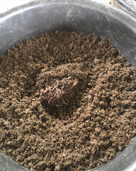 Earthworms in Organic Compost for Natural Fertilizer Production